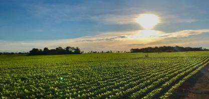 Soja: Menor oferta e demanda firme sustentam preços em 2019 