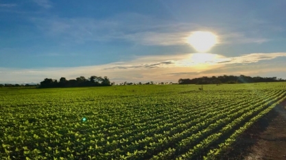 Soja: Menor oferta e demanda firme sustentam preços em 2019 