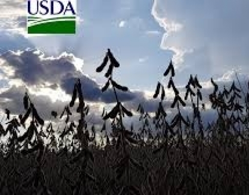 Safra de soja do Brasil 2019/20 estimada em 123,5 mi t, diz adido do USDA 