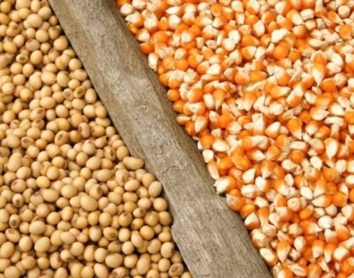 AgRural eleva projeção de safra de soja em 2019/20; colheita tem início