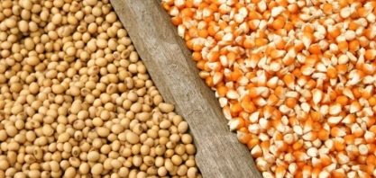 AgRural eleva projeção de safra de soja em 2019/20; colheita tem início