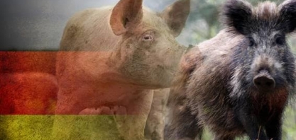 Caso de peste suína  é detectado a apenas 12 km de fronteira da Alemanha