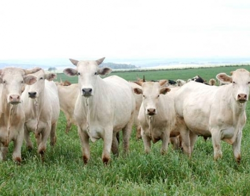 Pecuária no Brasil produziu mais e melhor sem desmatar 