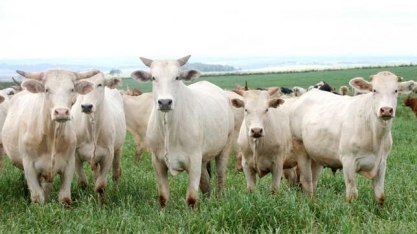 Pecuária no Brasil produziu mais e melhor sem desmatar 