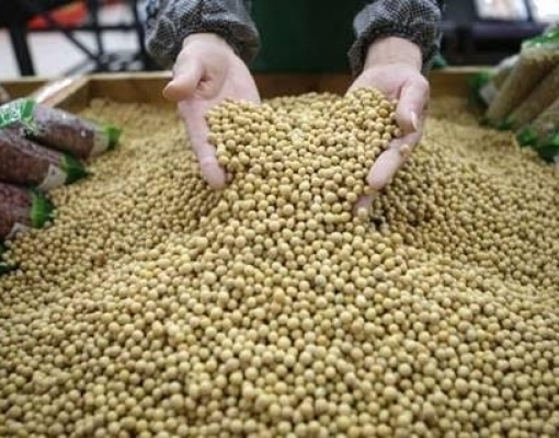 Importações de soja da China em dezembro saltam 67% na comparação anual