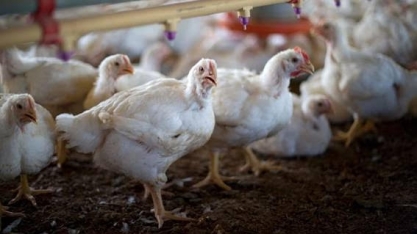 Gripe aviária: OIE notifica primeiro foco da doença na Romênia