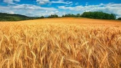 Trigo: Mesmo com maior oferta, importações aumentam em 2019