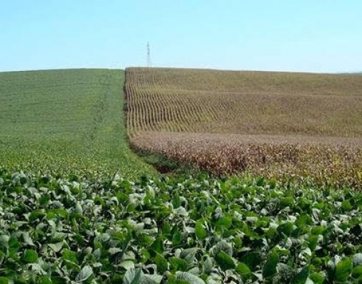 FCStone reduz 1ª safra de milho por clima no RS; eleva previsão para soja 