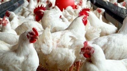  Frango:2019 foi melhor que 2018,mas alto custo de insumo limita resultados 