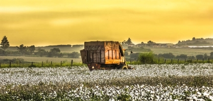 Exportações brasileiras de algodão atingem recorde