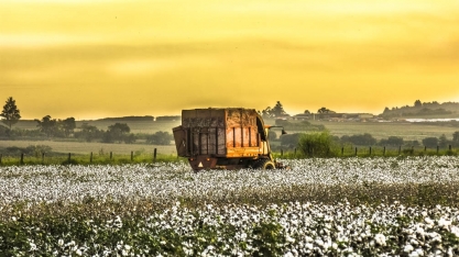 Exportações brasileiras de algodão atingem recorde