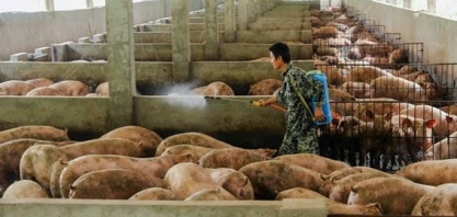 Dependente da carne suína, China ainda pagará caro pela proteína