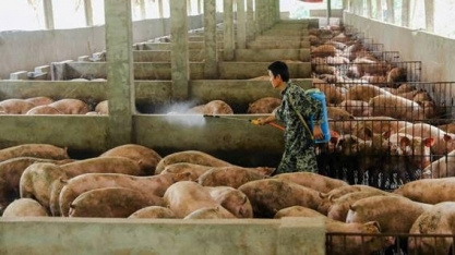 Dependente da carne suína, China ainda pagará caro pela proteína