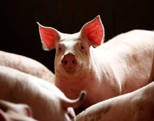 Suínos China: Produção cai para mínima de 16 anos em 2019 por peste