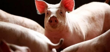 Suínos China: Produção cai para mínima de 16 anos em 2019 por peste