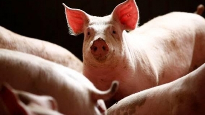 Suínos China: Produção cai para mínima de 16 anos em 2019 por peste