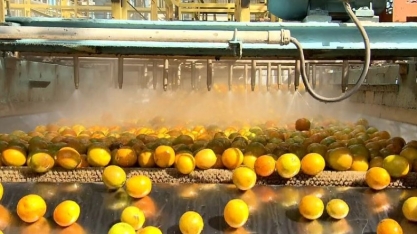 Exportação de suco de laranja cresce 27% no 1º semestre de 19/20 