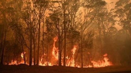  Fogo na Austrália pode favorecer carne brasileira