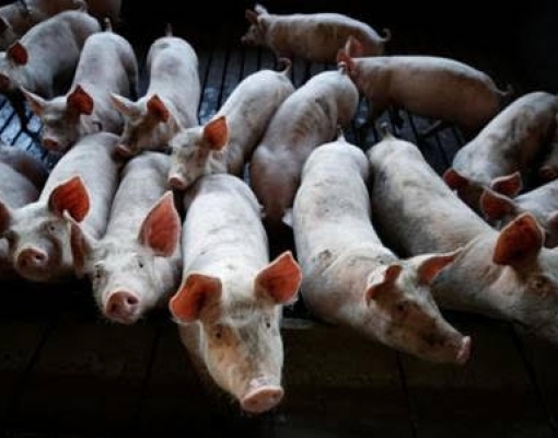 Rebanho de porcas da China cresce mas riscos de peste suína permanecem