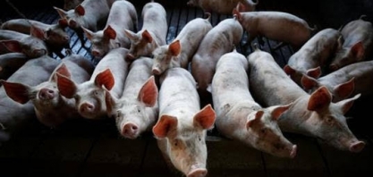 Rebanho de porcas da China cresce mas riscos de peste suína permanecem