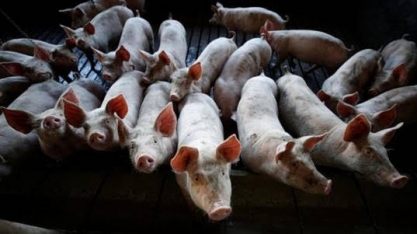 Rebanho de porcas da China cresce mas riscos de peste suína permanecem