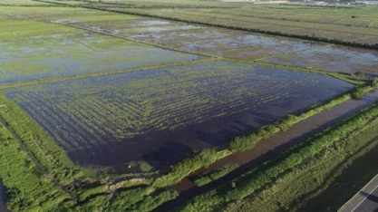Arroz tem preço recorde no campo