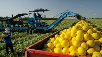China autoriza importação de melão do Brasil