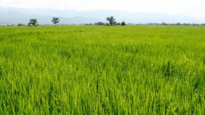 Arroz: Menor disponibilidade interna desde 1984/85 deve sustentar preços 