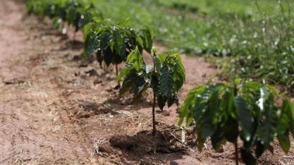 Chuvas devastadoras no Brasil pouparam maior parte dos cafezais de Minas