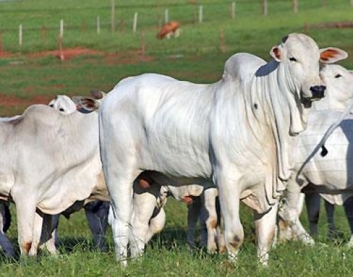 Boi: Oferta restrita e demanda firme seguirão sustentando preços em 2020