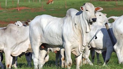 Boi: Oferta restrita e demanda firme seguirão sustentando preços em 2020