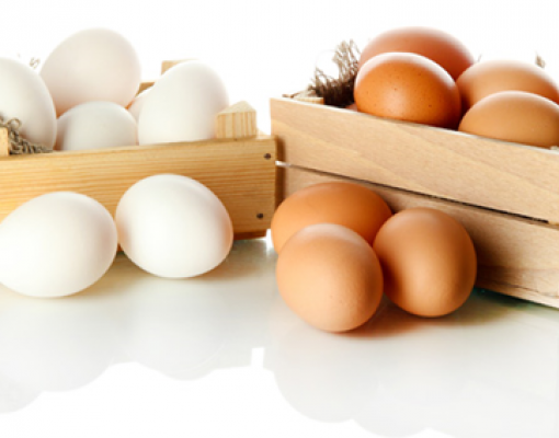 Ovos: Aumento da procura interna eleva cotações em 2019