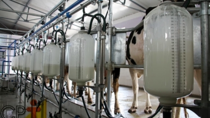 Leite: Oferta limitada deve sustentar preços ao produtor no curto prazo
