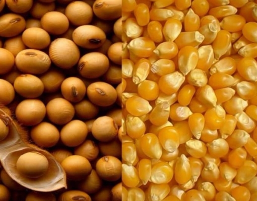 Exportação de milho tem recorde de 44,9 mi t em 2019; soja soma 77,9 mi t