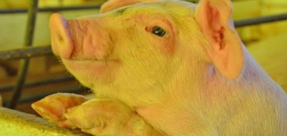 Peste suína africana se espalha perto de fronteiras e ameaça Alemanha, diz OIE