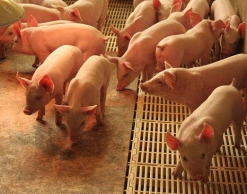 Suínos: Perspectiva é de que bom cenário de 2019 se repita em 2020