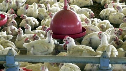 Avicultores chineses sacrificam aves em província atingida por coronavírus