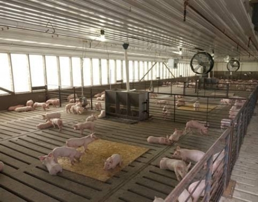 China quer atingir 50% da mecanização na criação de animais até 2025