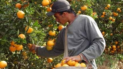 Citros: Geração de empregos no setor cresce 9,46% em 2019