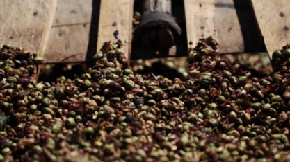 Exportações globais de café avançam 0,3% em dezembro, diz OIC 