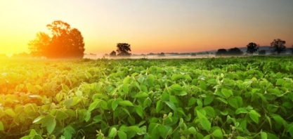 Safra de soja do Brasil está 