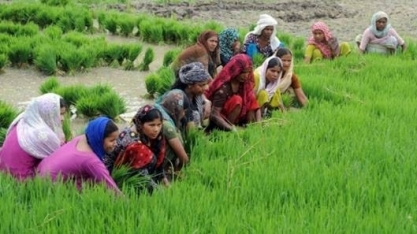 Índia amplia recursos para agricultura para cerca de US$40 bi