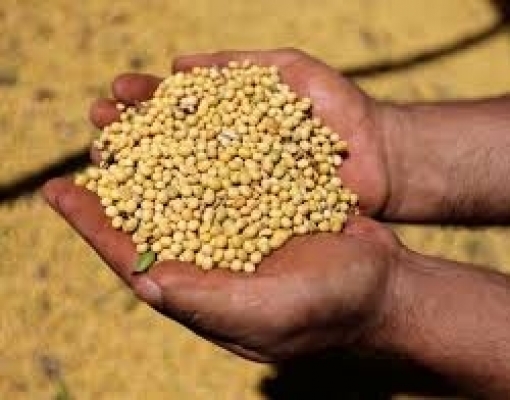 Abiove vê safra e moagem recordes de soja no Brasil; reduz exportações