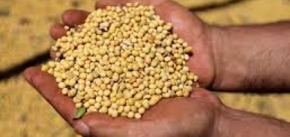 Abiove vê safra e moagem recordes de soja no Brasil; reduz exportações