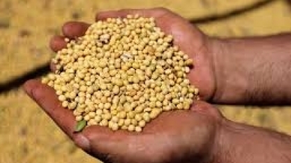 Abiove vê safra e moagem recordes de soja no Brasil; reduz exportações