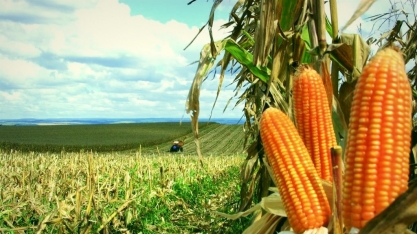 Dólar será decisivo para preço de arroz, feijão e milho em 2020 
