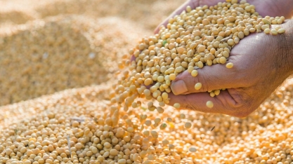 Clima favorece e safra de grãos deve ser record