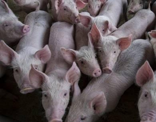 OIE: 411 novos surtos de peste suína foram notificados