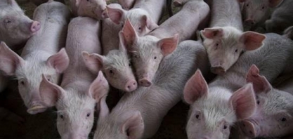 OIE: 411 novos surtos de peste suína foram notificados