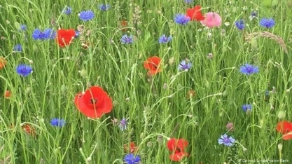 As muitas maneiras de tornar a agricultura mais verde